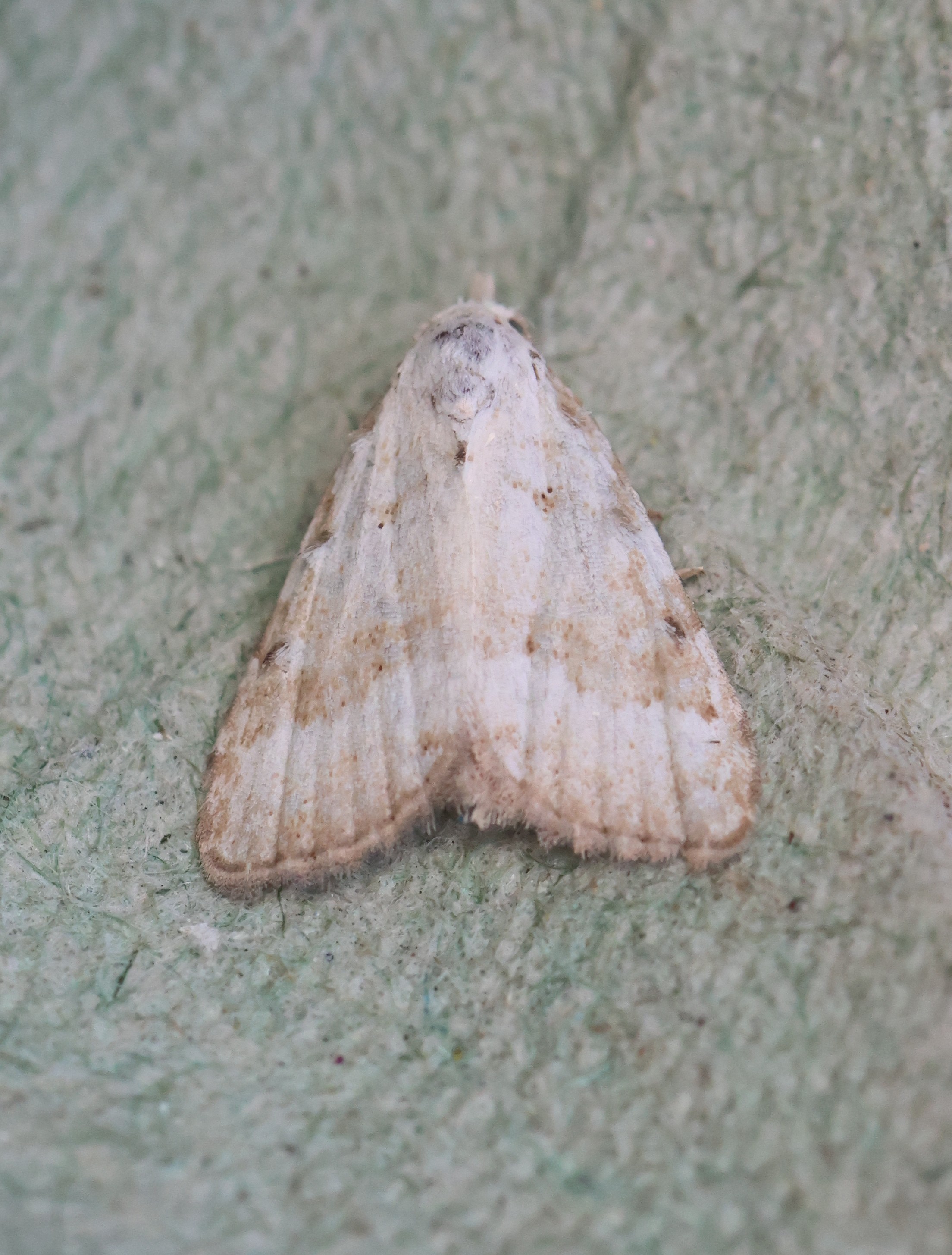 Photo of Scarce Black Arches (Nola aerugula)